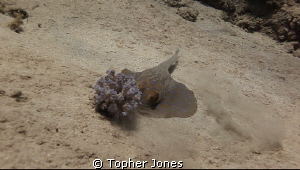 Blue Spotted Stingray by Topher Jones 